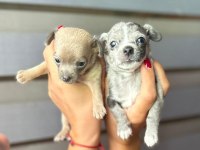 orjinal chihuahua mavi gözlü yavru