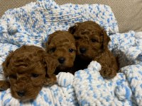 Irk sağlık ve kilo garantili safkan poodle bebeğim