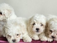 Mini boy maltese minikler