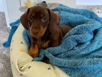 Mini Dachshund Sosik Köpekler Yuvaya Hazır
