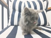 2 aylık british longhair yavru kedimiz