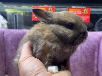 CÜCE NETHERLAND DWARF TAVŞAN YAVRULARIMIZ