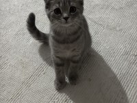 Güzellik scottish fold