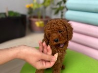 TOY POODLE 3 AYLIK YAVRULAR