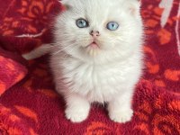 Scottish fold lekesiz beyaz erkek