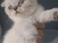 British Ve Scottish Fold Kardeşler Teslime Hazır