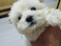 Orijinal ırk malta terrier