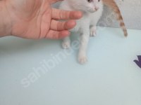 Kediyi sahiplendirmek istiyorum