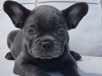 Blue Eye French Bulldog Çiftlikten 
