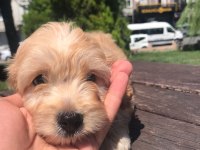 En microsu en özeli benim olsun isteyenlere poodle