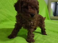 Toy poodle yavrularımız