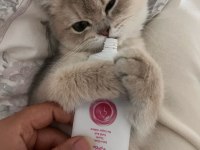 4.5 aylık dişi chinchilla