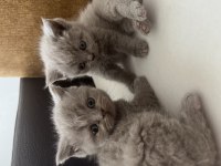 EN GÜZEL BRİTİSH YAVRULAR BURADA