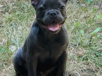 French Bulldog Safkan Blue Fransız Bulldog Safkan Blue