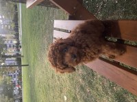 Toy Poodle 3 Aylık Dişi