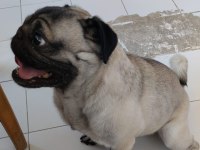 PUG AŞILARI TAM