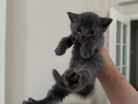 British Shorthair Yavrular