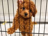 GÖZ ALICI GÜZELLİKTE TEACUP DİŞİ POODLE