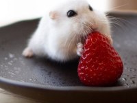 Her Bütçeye Uygun Hamster Setleri Aynı Gün Adrese Teslim