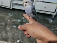Yavru muhabbet kuşu