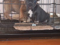 Bluetan - Sabletan French Bulldog