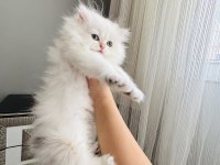 British Longhair Golden Point