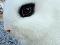HOLLANDA CÜCE YAVRU TAVŞAN (HOTOT)