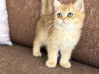 Efsane güzellikte british shorthair bebekler