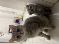 Scottish fold yavru