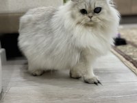 Kısırlaştırma Şartıyla Ücretsiz Aşırı Sevecen Kedidir