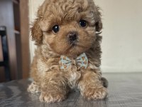 Mıcro Boy Ayı Surat Toy Poodle Erkek Yavru