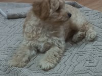 3 Aylık Erkek Maltipoo