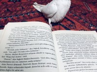 Yavru Sultan Papağanları