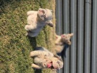 BİG ROPE FLUFFY FRENCH BULLDOG YAVRULARIM