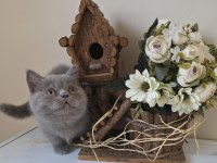 MUNCHKIN CÜCE KEDİMİZ