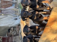A KALİTE DOBERMAN YAVRULARI