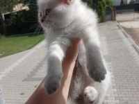 DİŞİ BRITISH SHORTHAIR