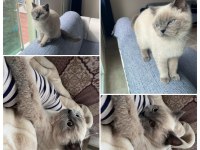 British shorthair blue point