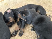King Doberman yavruları