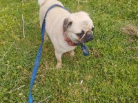 Evde çocuk olduğu için veriyoruz pug