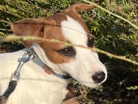 Safkan Tr de nadir Jack Russell 120 günlük ERKEK