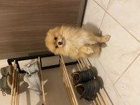 Yetişkin tilki surat pomeranian