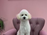 ÜCRETSİZ MİNYATÜR POODLE