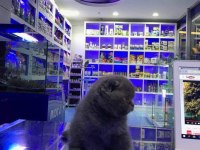 Scottish Fold Yavrularımız