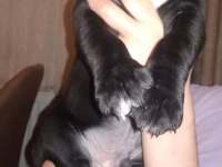 Cane corso