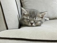3 tane dişi 2 aylik british shorthair yavru kedimiz