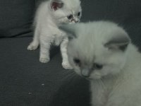 Siyam kedisi 2 aylık yavru
