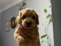 11 Haziran doğumlu 4 adet erkek toy poodle