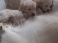 Golden Retriever Yavrularımız Mevcut