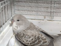 Maşallah show jumbo muhabbet kuşu damızlık ve yavrular